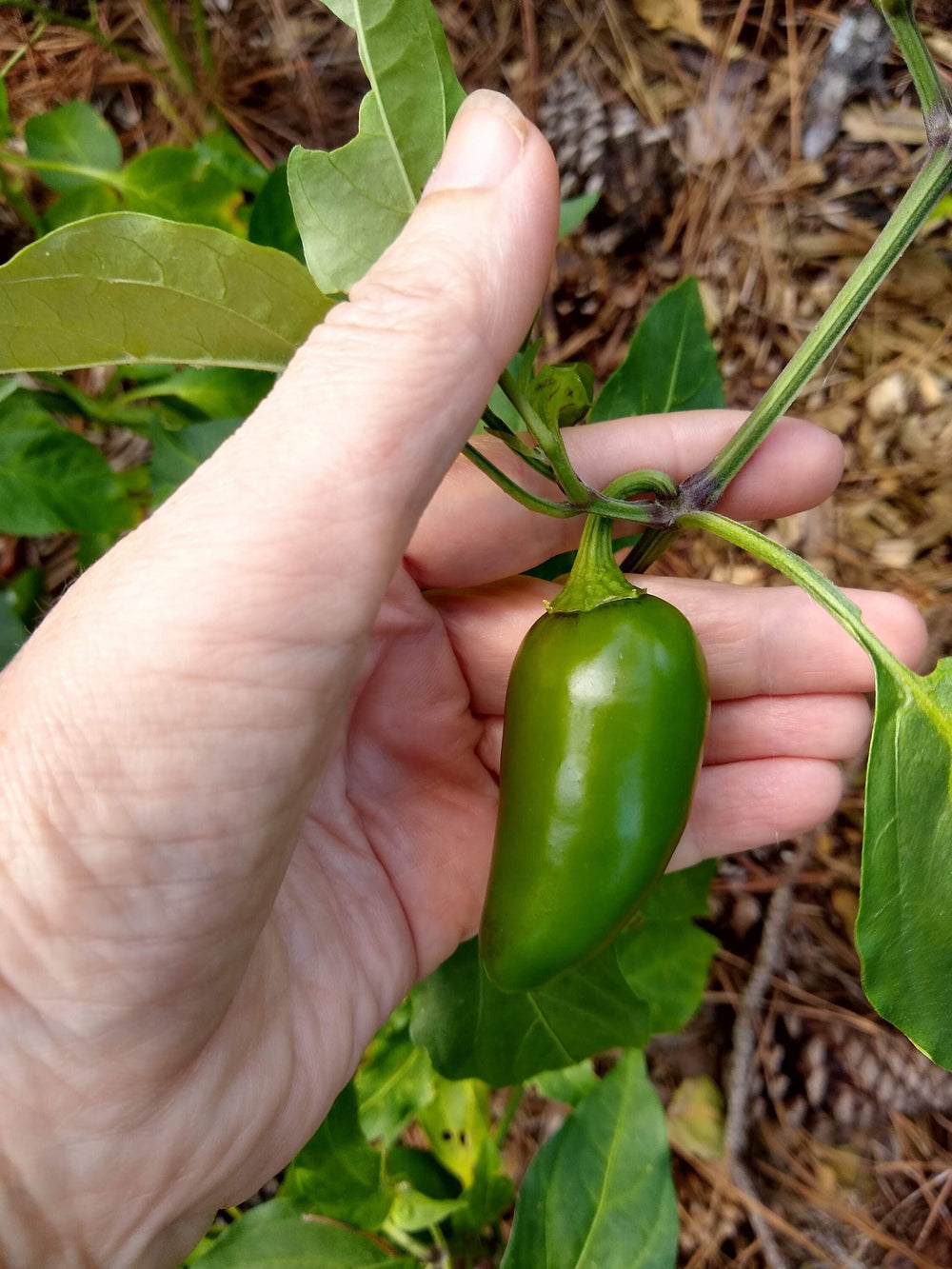Seeds - numex jalamundo pepper