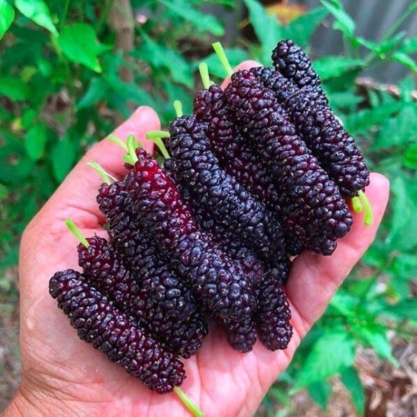 Seeds - mulberry morus nigra fruit