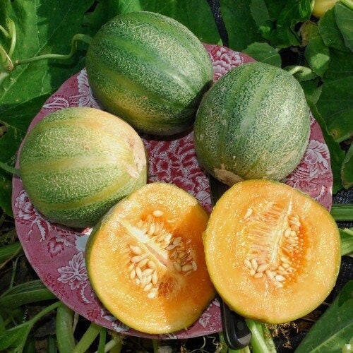 Seeds - minnesota midget melon fruit