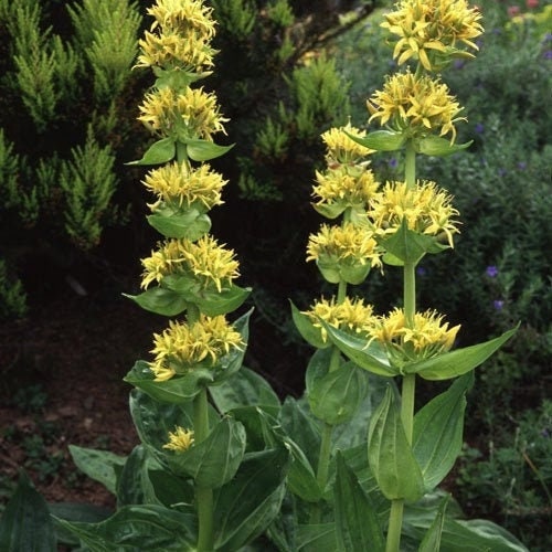 Seeds - great yellow gentian lutea gentiana lutea herb