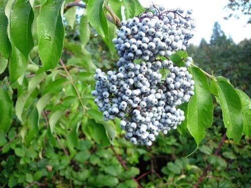 Seeds - blue elderberry fruit