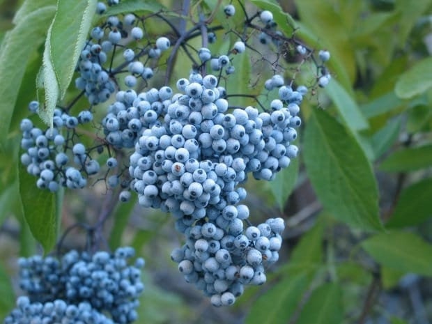 Seeds - blue elderberry fruit