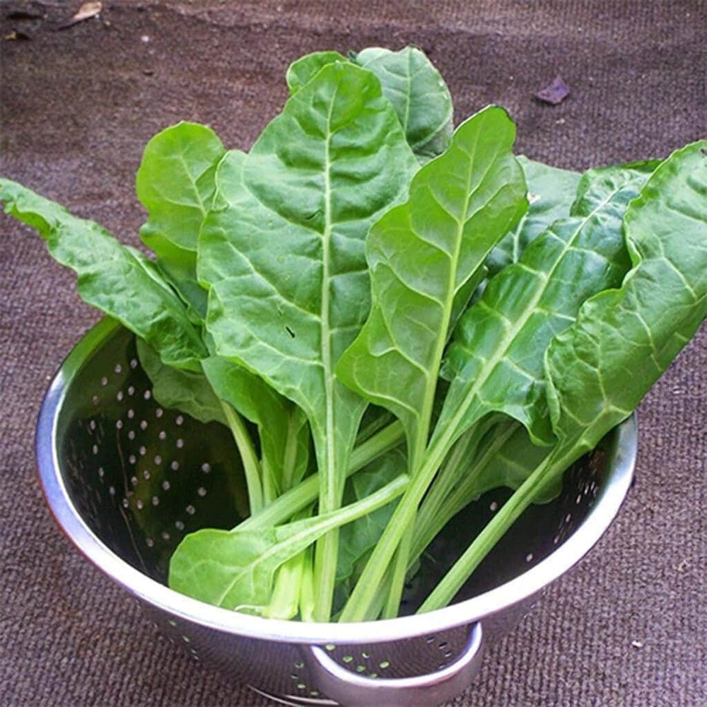 Seeds - perpetual spinach swiss chard veggie