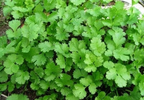 Seeds - leisure coriander cilantro herb