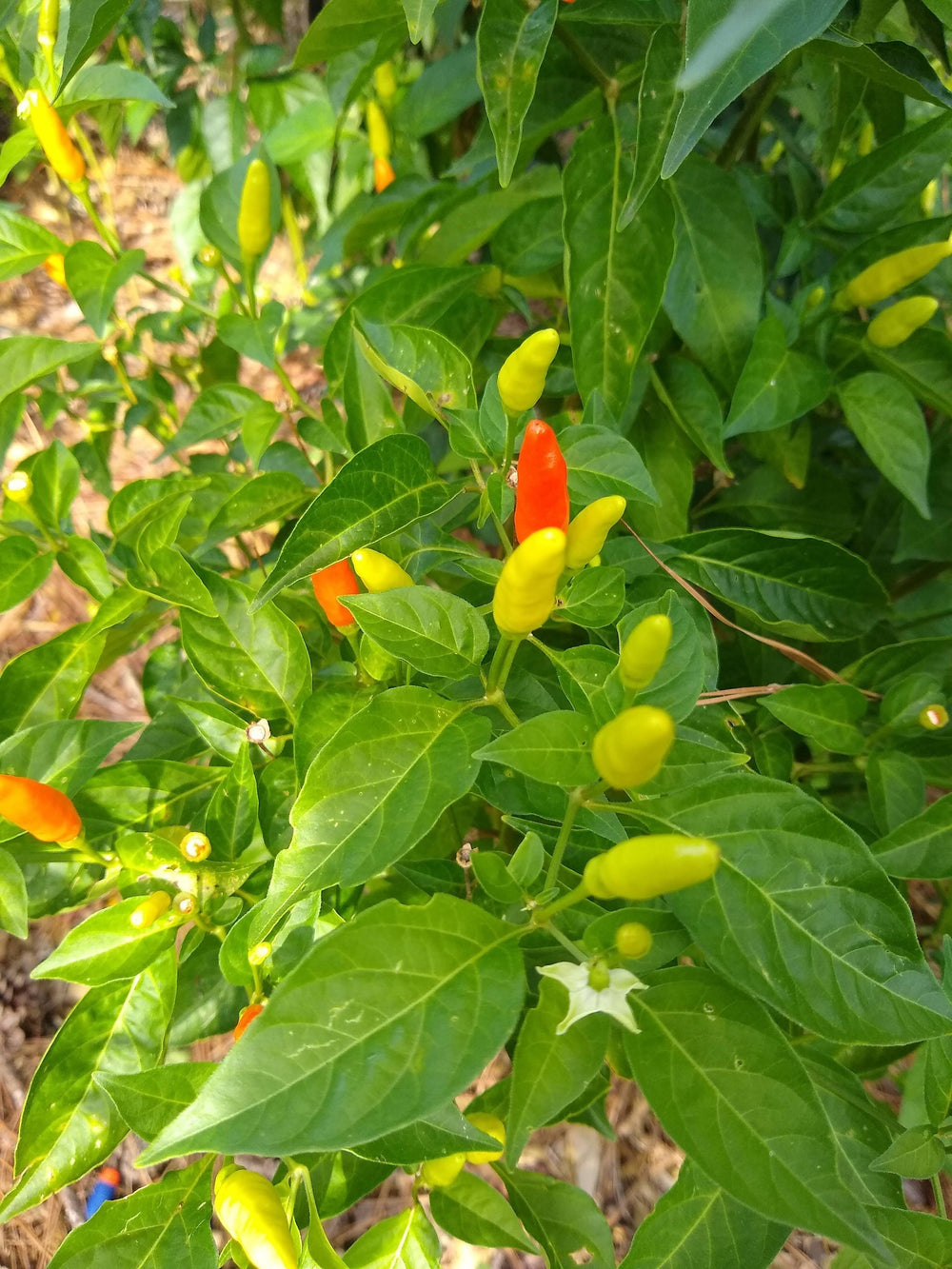 Seeds - tabasco pepper