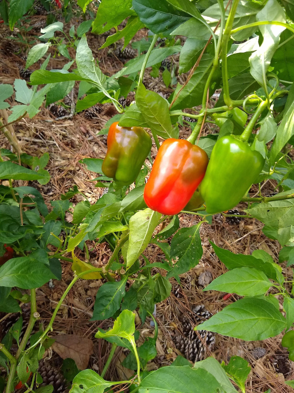 Seeds - autumn red bell pepper