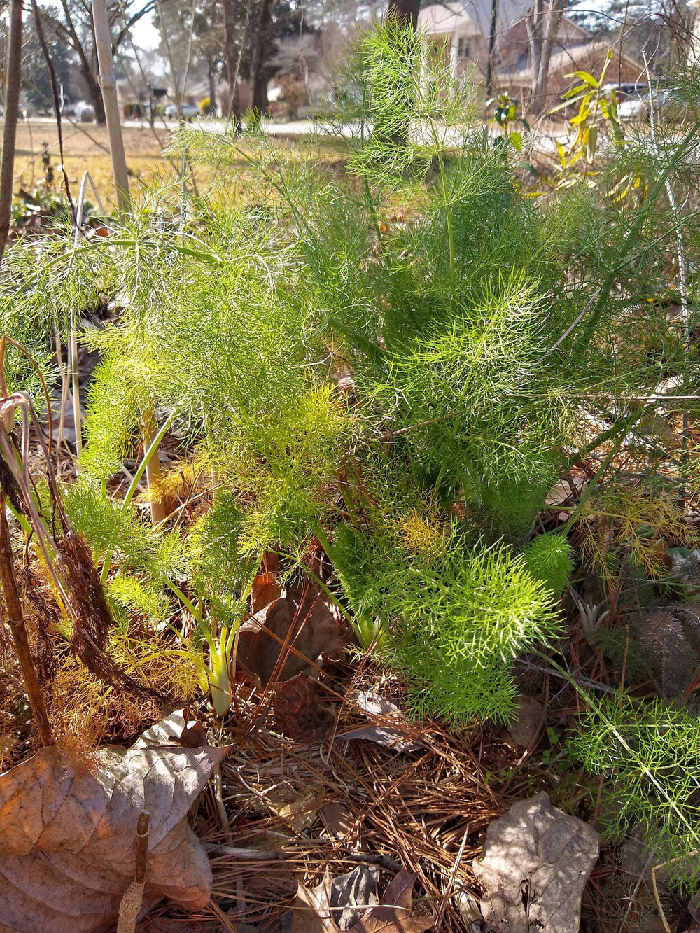 Seeds - florence fennel herb