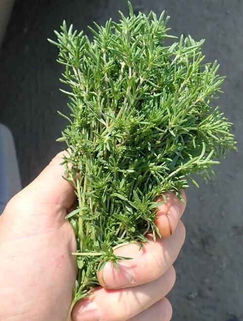 Seeds - summer savory herb