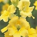 Seeds - snapdragons chantilly cream yellow flower