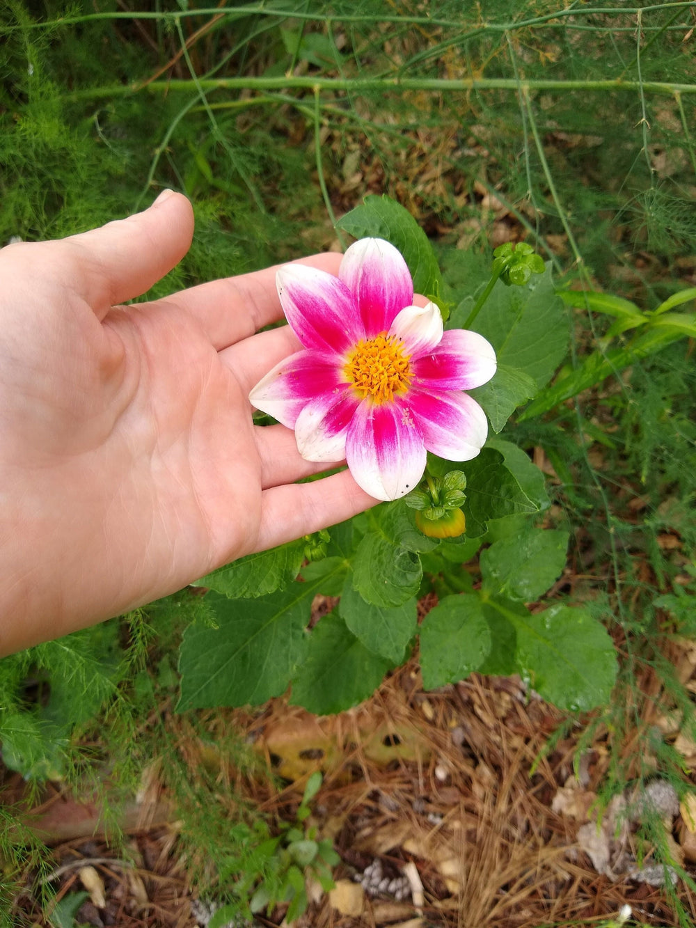 Seeds - dahlia harlequin collarette mix flower