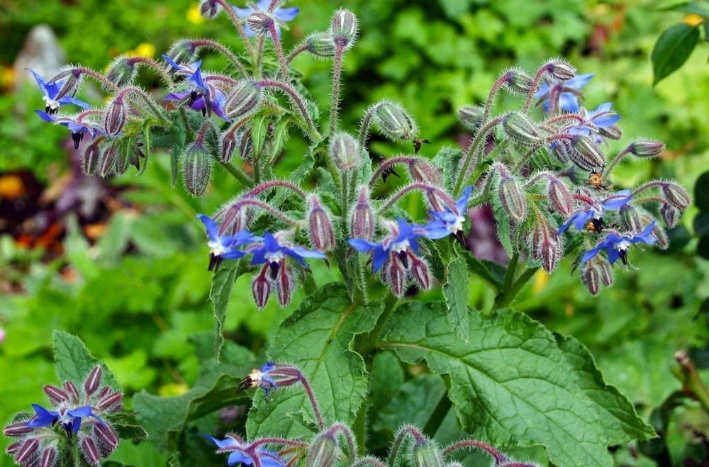Seeds - blue borage herb