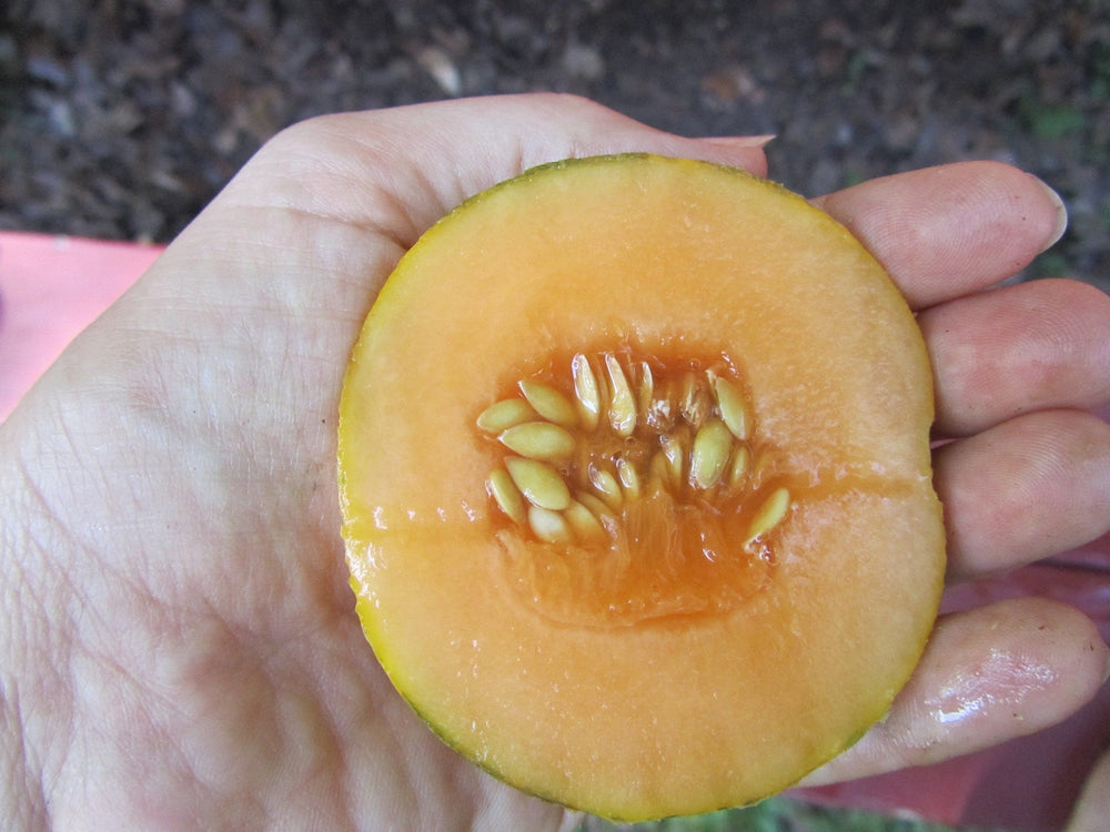 Seeds - minnesota midget melon fruit