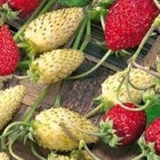 Seeds - alpine strawberry mix white and red fruit