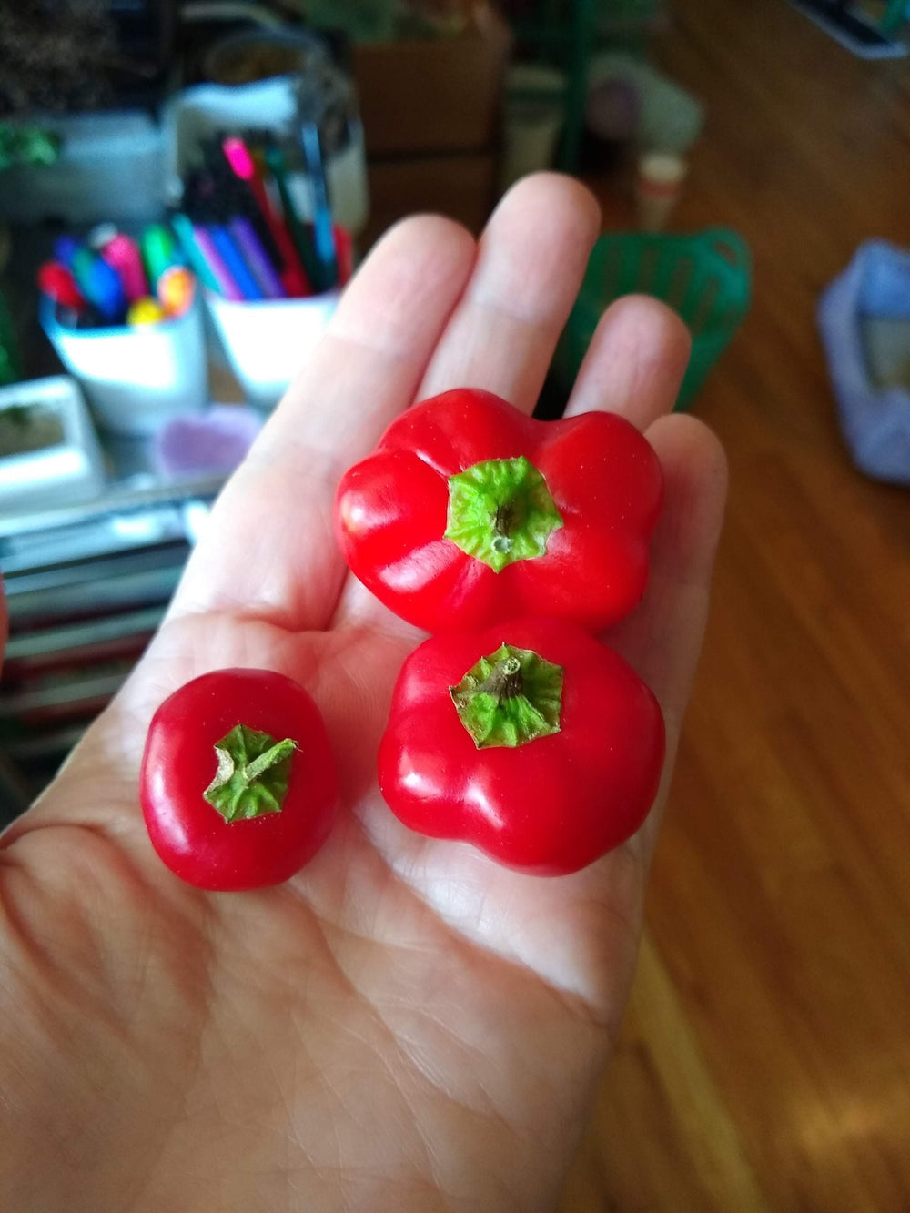Seeds - mini red bell pepper veggie