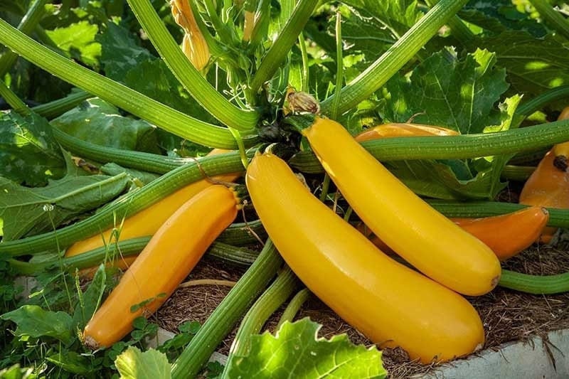 Seeds - golden zucchini squash veggie