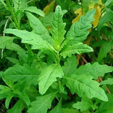 Seeds - epazote herb