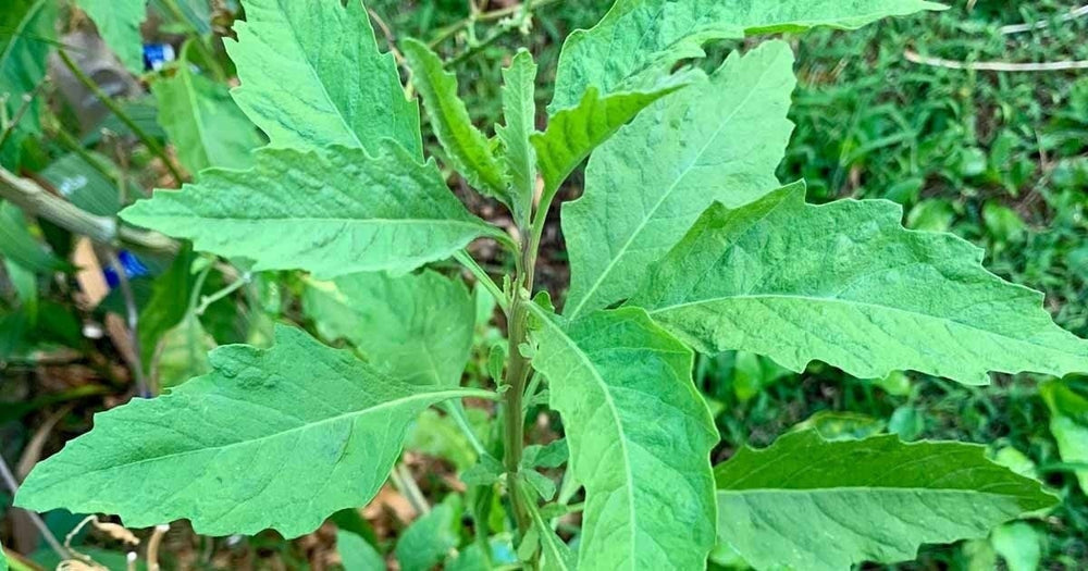 Seeds - epazote herb