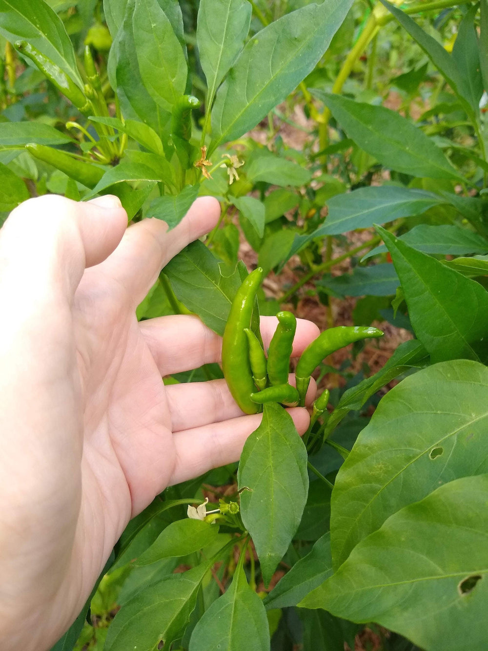 Seeds - poinsettia pepper