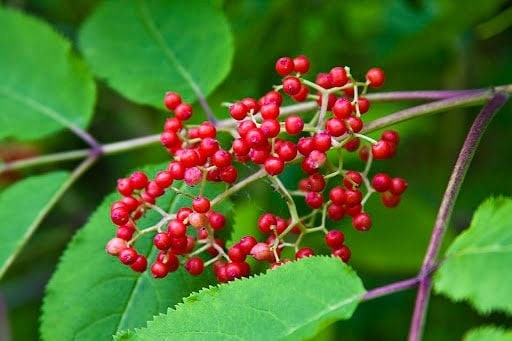 Seeds - pacific red elderberry fruit