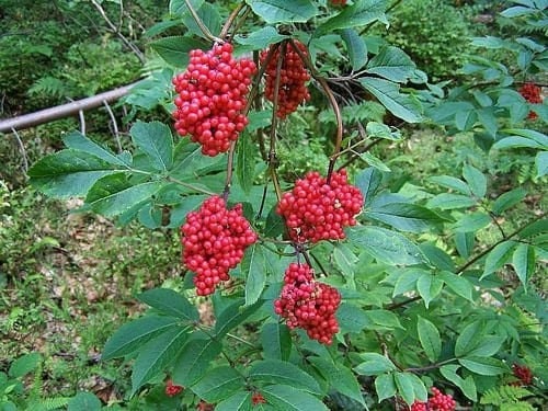 Seeds - pacific red elderberry fruit