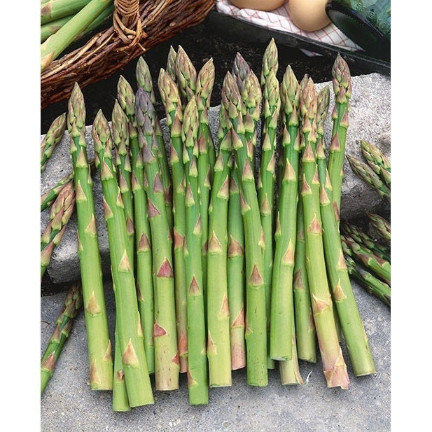 Seeds - mary washington asparagus veggie