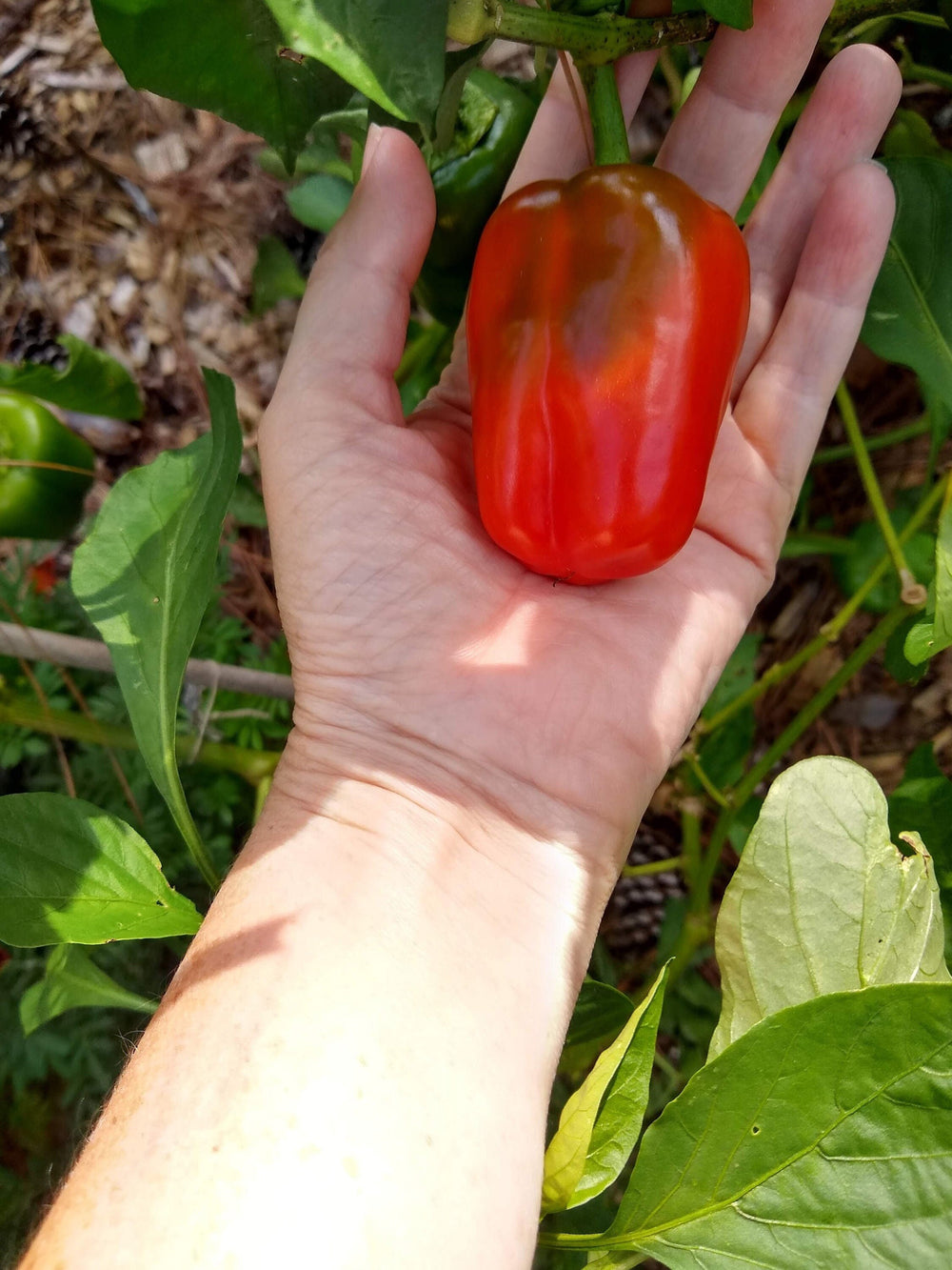 Seeds - autumn red bell pepper