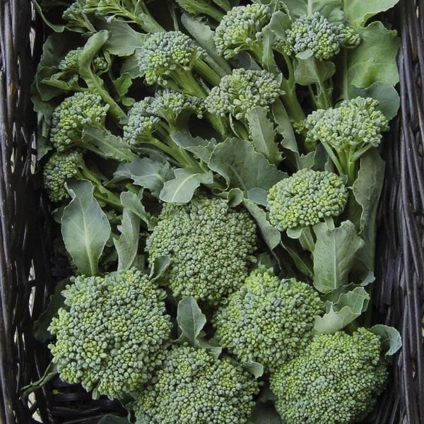 Seeds - de cicco broccoli veggie
