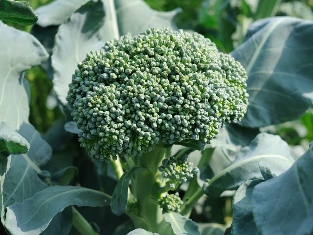 Seeds - de cicco broccoli veggie