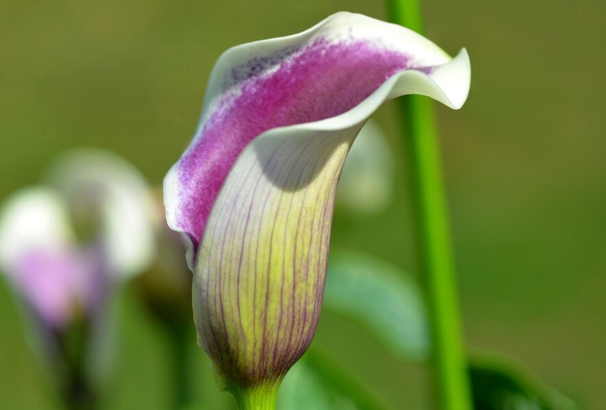 Picasso purple calla lily bulb rhizome