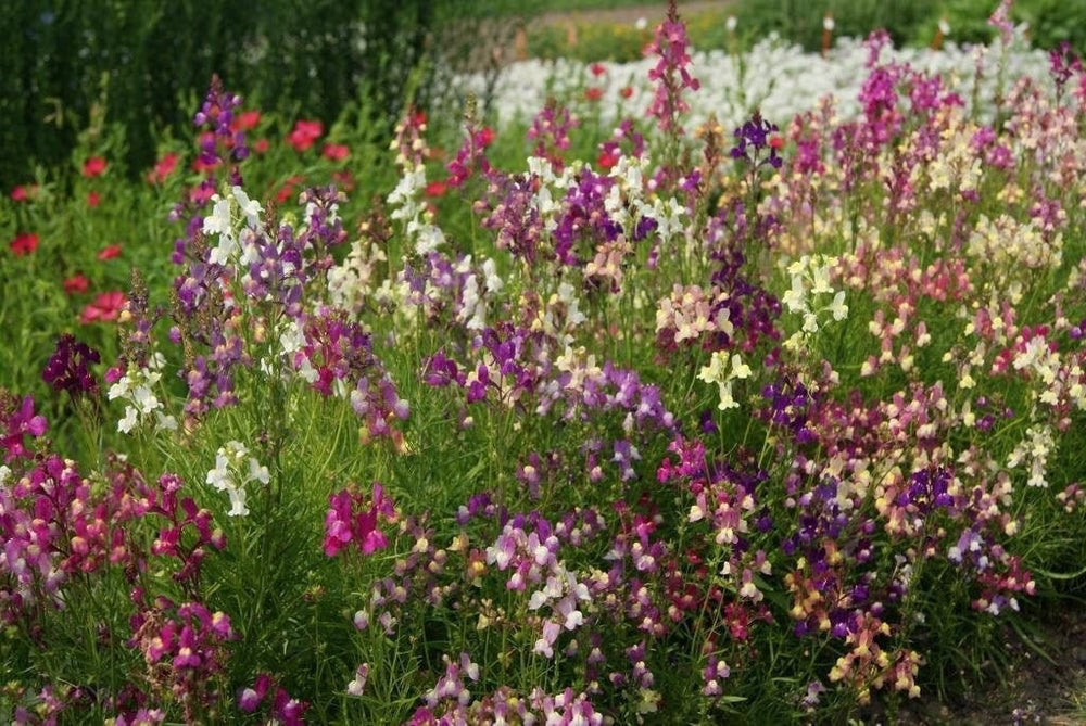 Seeds - fairy bouquet linaria baby snapdragons flower