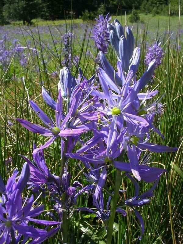 Seeds - camas indian hyacinth wild hyacinth lily flower