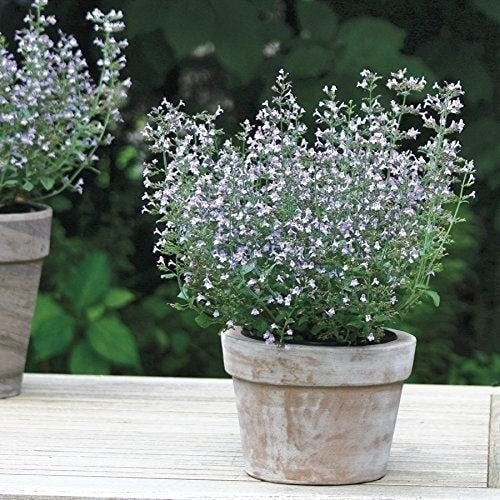 Live Plant calamint potted herb