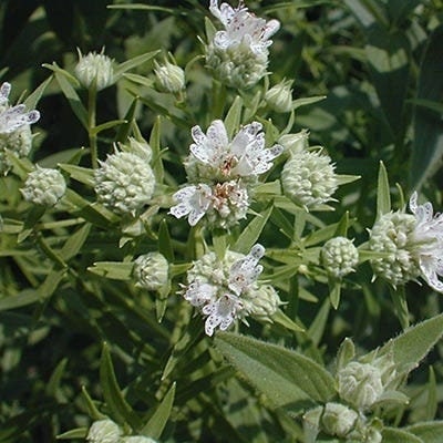 Seeds - hairy mountain mint pycnanthemum pilosum herb
