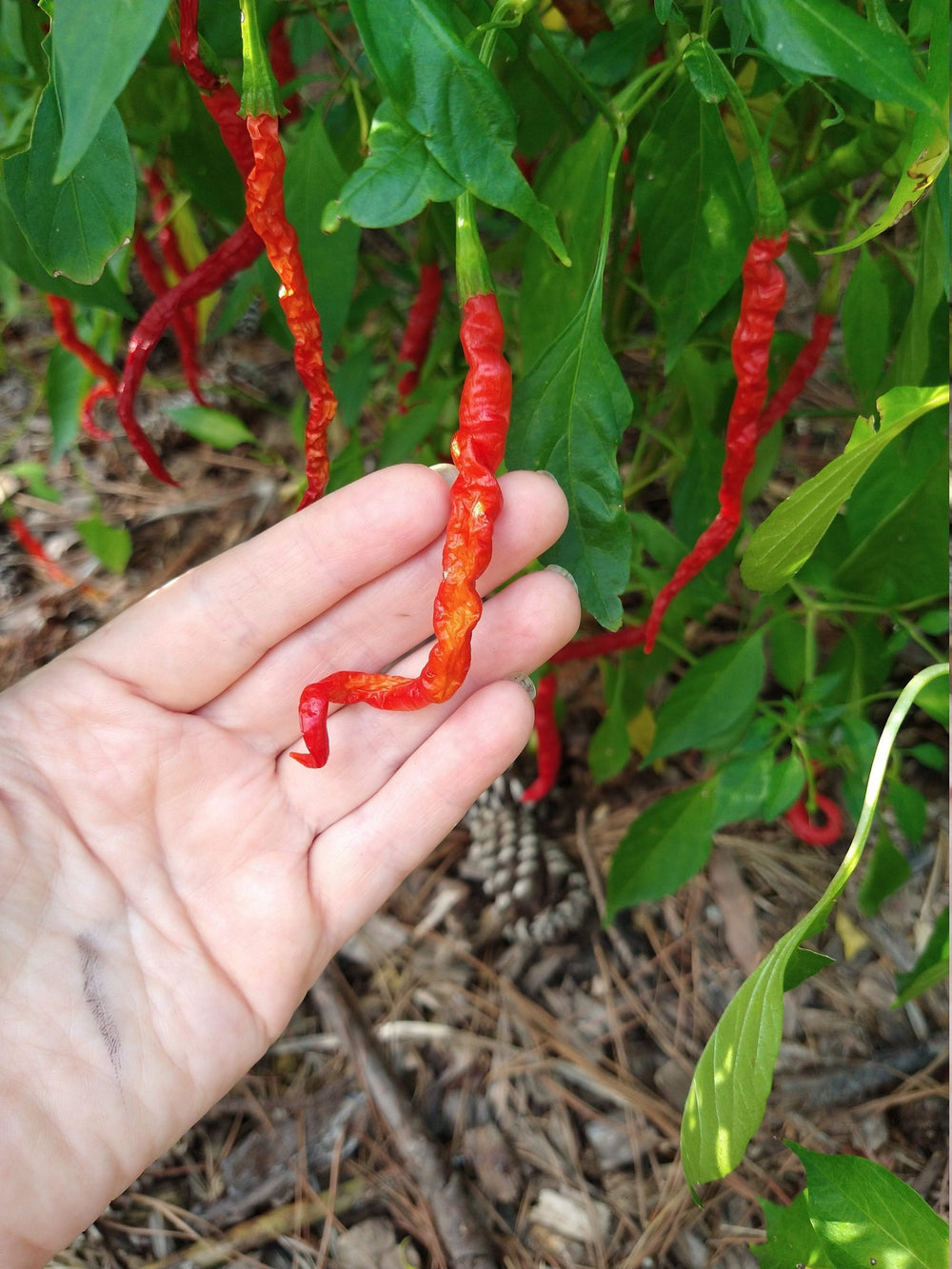 Seeds - himo togarashi pepper