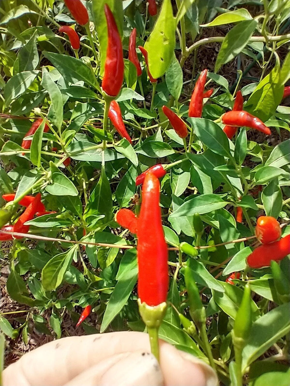 Seeds - ni'oi nioi hawaiian pepper