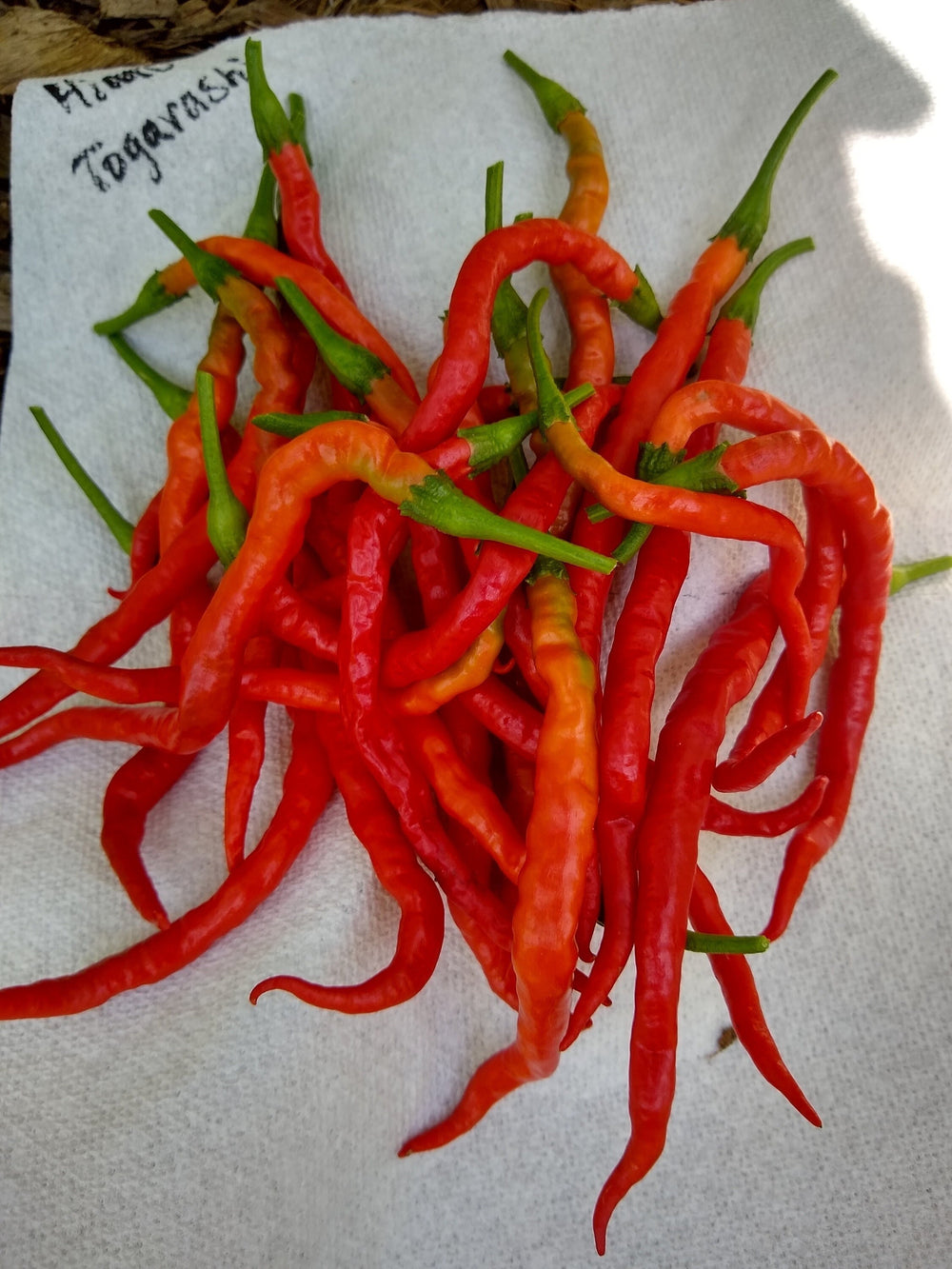 Seeds - himo togarashi pepper
