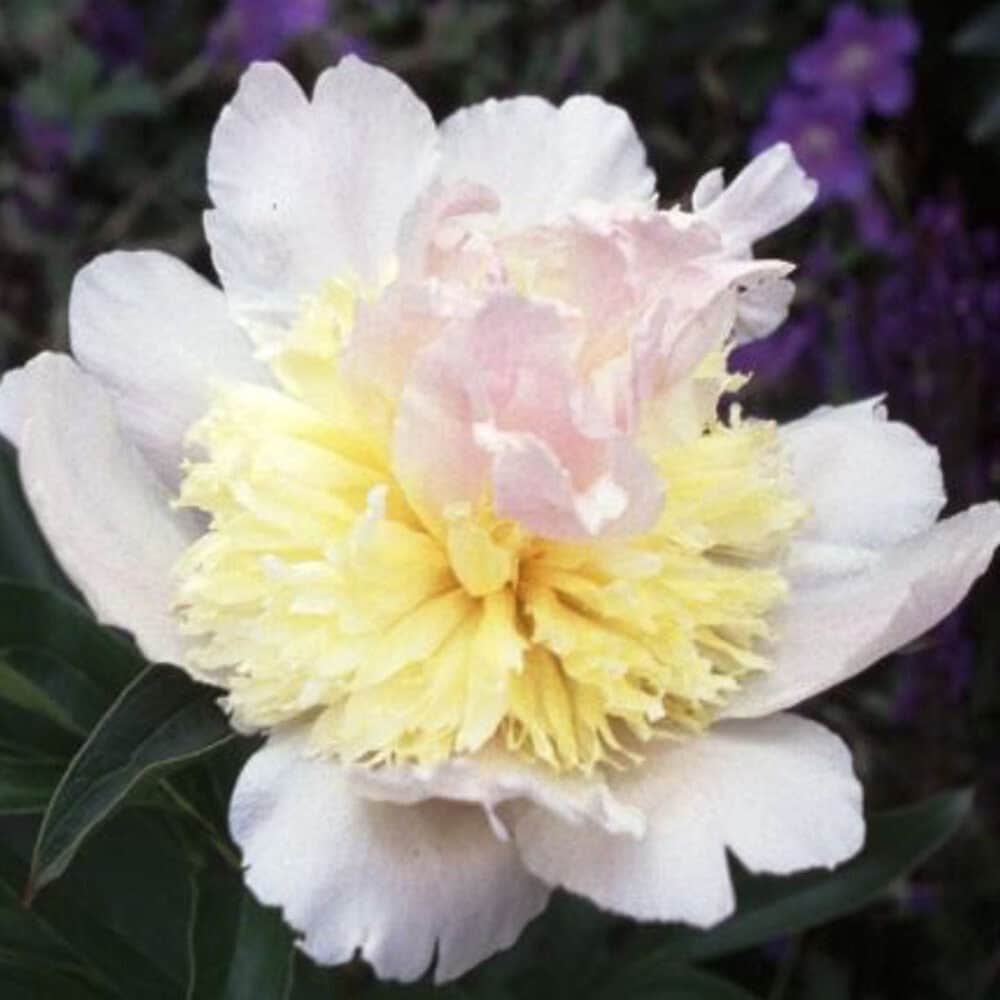 Live plant top brass peony potted