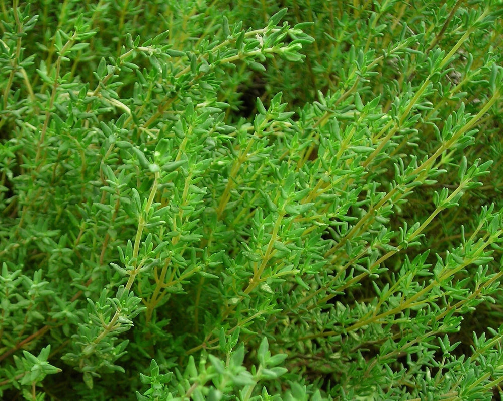 Seeds - german winter thyme herb