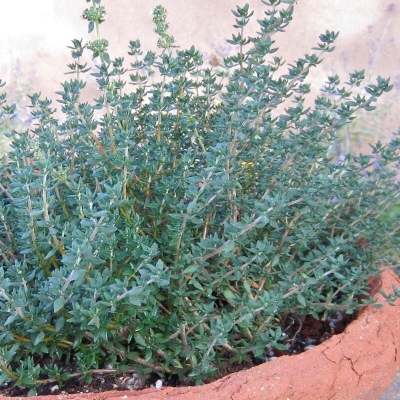Seeds - german winter thyme herb