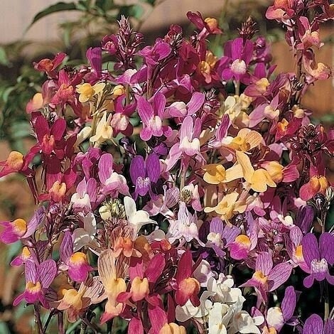 Seeds - northern lights linaria baby snapdragons flower