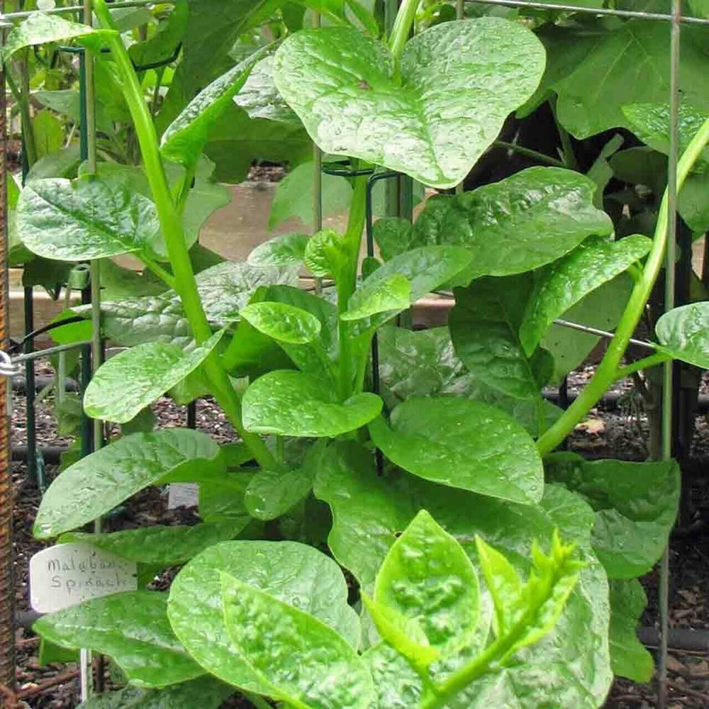 Seeds - green malabar spinach veggie