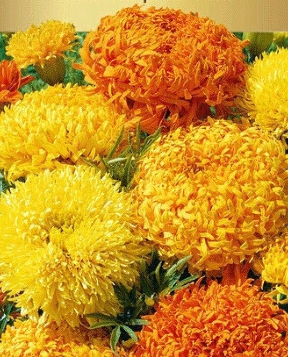 Seeds - mexican fantastic mix marigold flower