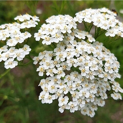 Seeds - western yarrow white flower