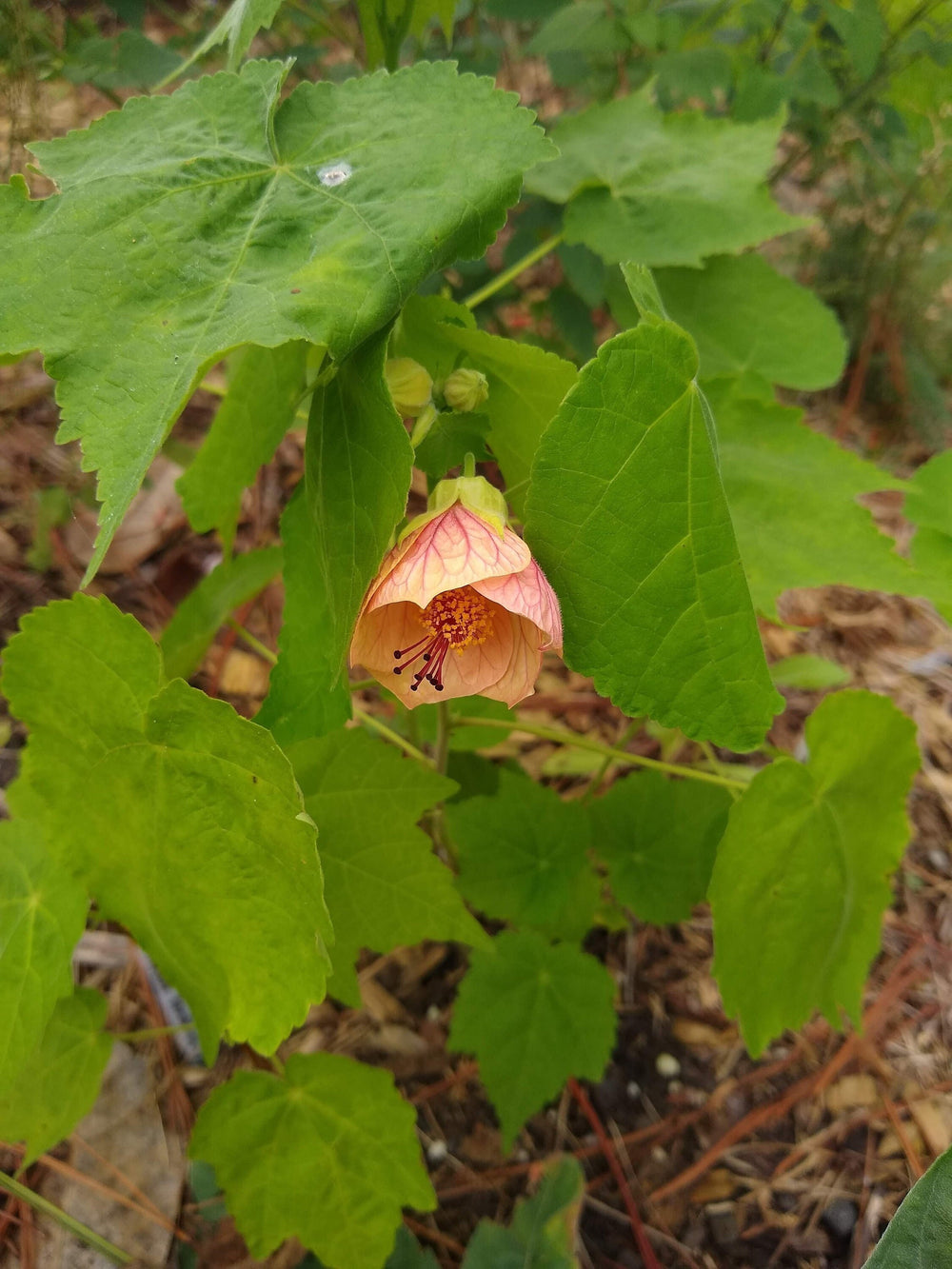 Seeds - abutilon flowering maple assorted mix flower