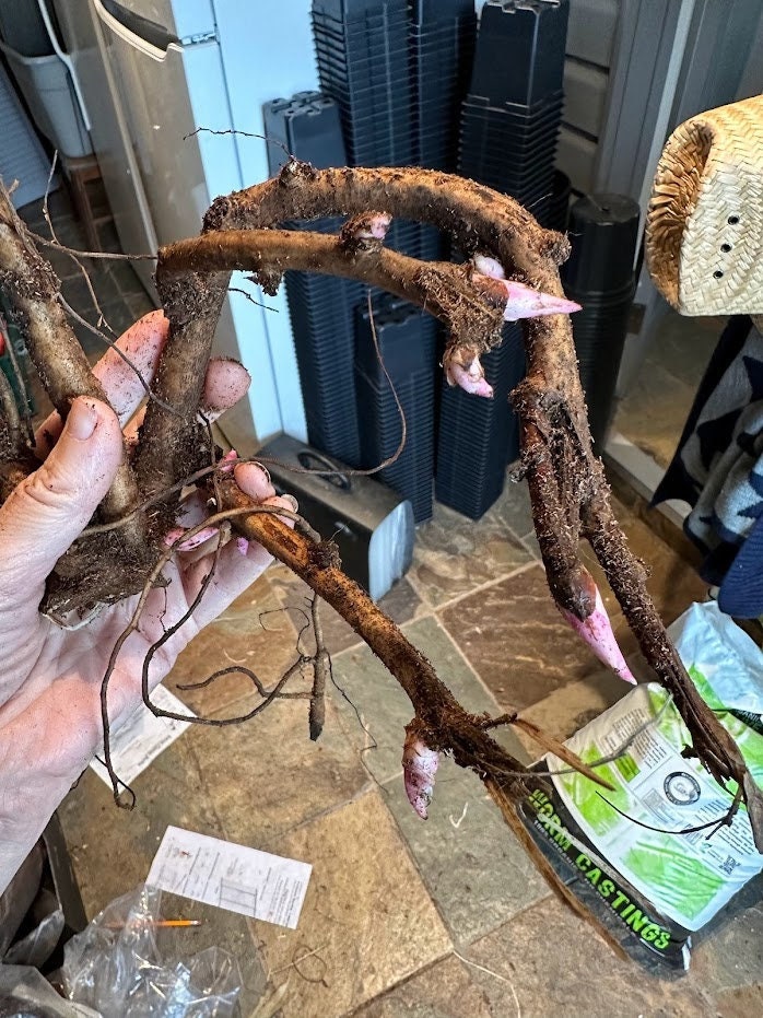 Golden Frolic hybrid peony 2/3 size root