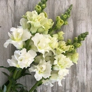 Seeds - snapdragons madame butterfly ivory flower