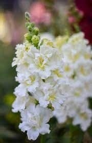 Seeds - snapdragons madame butterfly ivory flower