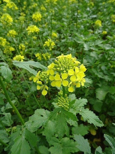 Seeds - white mustard herb