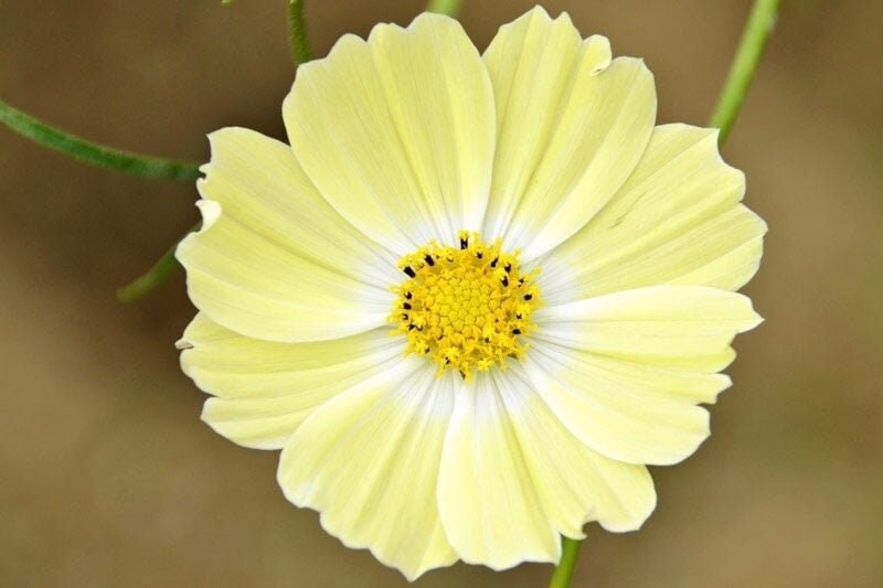 Seeds - xanthos yellow cosmos flower
