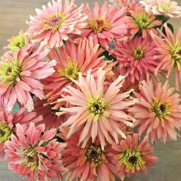Seeds - zinnias - pink double cactus zinnia flower